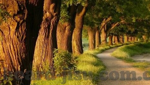 九游九游九游下载-九游，探索丰富游戏世界的神奇入口及其下载指南